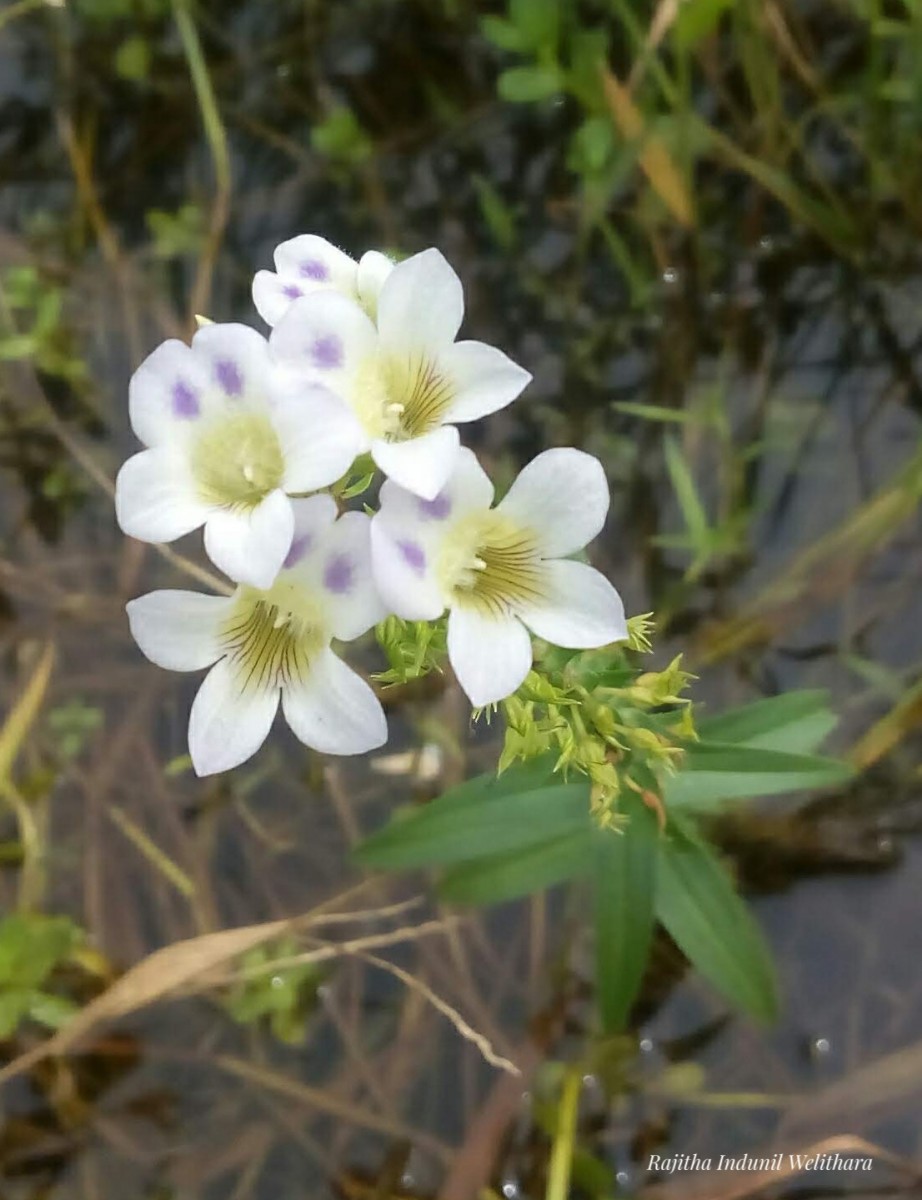 Limnophila aquatica (Roxb.) Alston